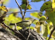 0J6A2617Philadelphia_Vireo_JSP