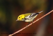 0J6A2680Black-throated_Green_Warbler