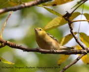 0J6A2724Bay-breasted_Warbler_JSP