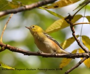 0J6A2726Bay-breasted_Warbler