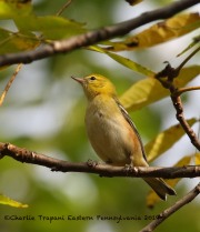 0J6A2728Bay-breasted_Warbler