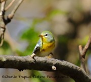 0J6A2768Northern_Parula_JSP