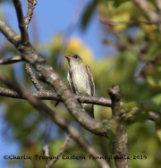 0J6A2940Eastern_Wood-Pewee