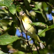 0J6A2970Philadelphia_Vireo_Koch_Farm