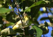 0J6A2980Philadelphia_Vireo