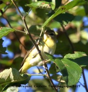 0J6A2984Philadelphia_Vireo