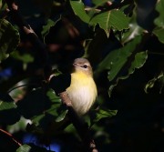 0J6A2993Philadelphia_Vireo_Koch_Farm