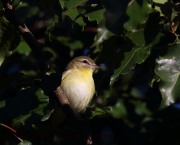 0J6A2999Philadelphia_Vireo_Koch_Farm