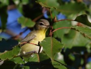 0J6A3013Philadelphia_Vireo_Koch_Farm