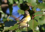 0J6A3015Philadelphia_Vireo_Koch_Farm