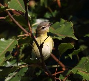 0J6A3023Philadelphia_Vireo_Koch_Farm