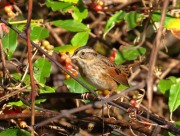 0J6A3038Swamp_Sparrow
