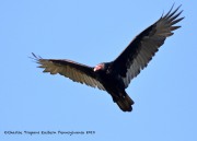 0J6A3039Turkey_Vulture