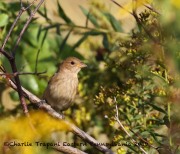 0J6A3052Indigo_Bunting