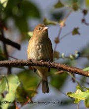 0J6A3074Indigo_Bunting