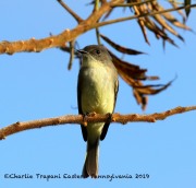 0J6A3083Eastern_Phoebe