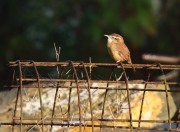 0J6A3089Carolina_Wren