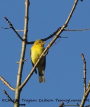 0J6A3096Scarlet_Tanager