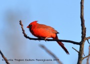 0J6A3104Northern_Cardinal