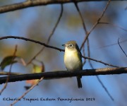 0J6A3121Blue-headed_Vireo