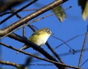 0J6A3140Blue-headed_Vireo