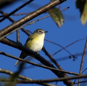 0J6A3143Blue-headed_Vireo