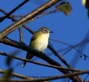 0J6A3151Blue_Headed_Vireo