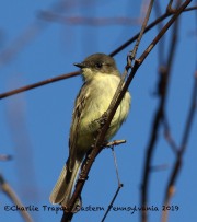 0J6A3168Eastern_Phoebe