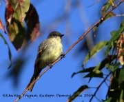 0J6A3184Eastern_Phoebe
