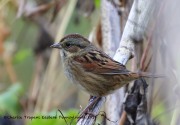 0J6A3232Swamp_Sparrow