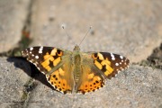 0J6A3260Painted_Lady