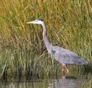 0J6A3280Great-blue_Heron