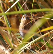 0J6A3284Nelson's_Sparrow