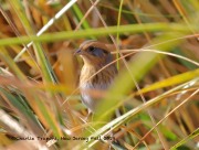 0J6A3286Nelson's_Sparrow