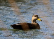 0J6A3299American_Black_Duck