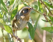 0J6A3328Nelson's_Sparrow
