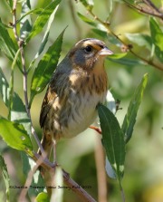 0J6A3333Nelson's_Sparrows
