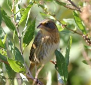 0J6A3358Nelson's_Sparrow