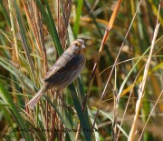 0J6A3381Nelson's_Sparrow