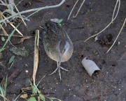 0J6A3455Clapper_Rail