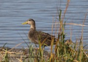 0J6A3456American_Black_Duck