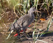 0J6A3479Clapper_Rail