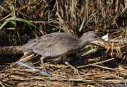 0J6A3486Clapper_Rail