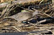 0J6A3503Clapper_Rail