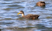 0J6A3510American_Black_Duck