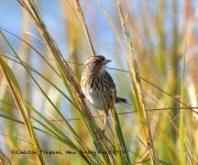 0J6A3547Saltmarsh_Sparrow