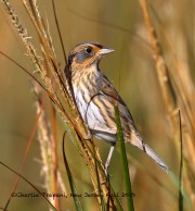 0J6A3610Saltmarsh_Sparrow