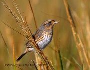 0J6A3618Saltmarsh_Sparrow