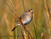 0J6A3634Saltmarsh_Sparrow