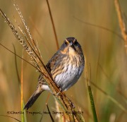 0J6A3638Saltmarsh_Sparrow
